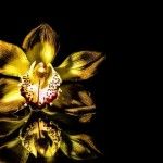 Orquideas regalos